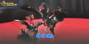 Đá Gà Chọi