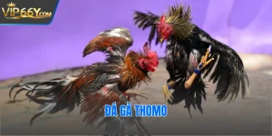 Đá Gà Thomo