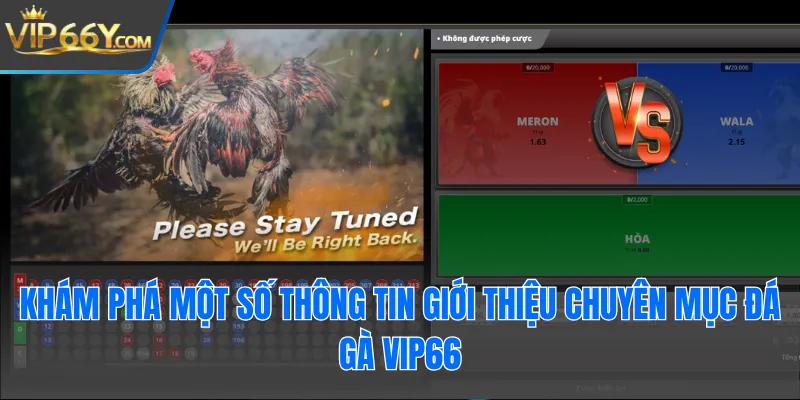 Khám phá một số thông tin giới thiệu chuyên mục đá gà Vip66
